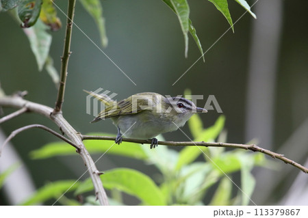 アカメモズモドキ アカメモズモドキ 113379867