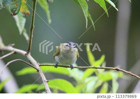 アカメモズモドキ アカメモズモドキ 113379869