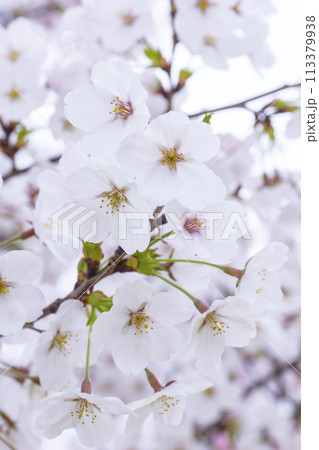 満開を迎えた桜の花 ソメイヨシノ 113379938