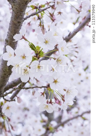 満開を迎えた桜の花 ソメイヨシノ 113379940