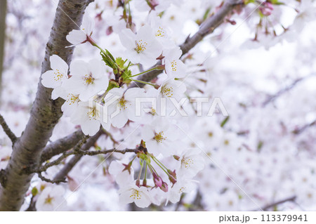 満開を迎えた桜の花 ソメイヨシノ 113379941