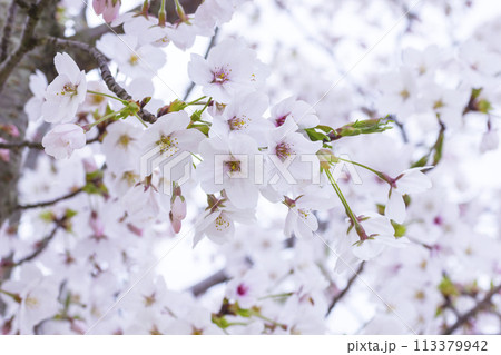 満開を迎えた桜の花 ソメイヨシノ 113379942