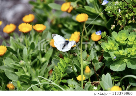 モンシロチョウが花の蜜を吸っている風景 モンシロチョウが花の蜜を吸っている風景 113379960