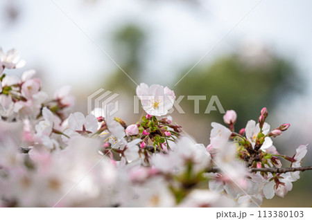 宇治公園の桜　 113380103