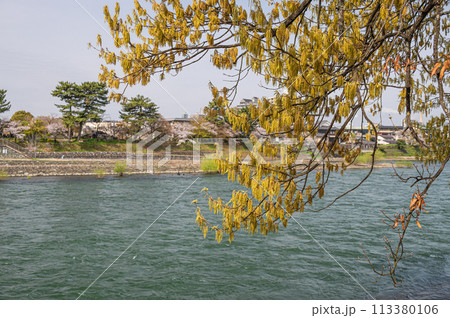 宇治川沿いのクヌギ 113380106