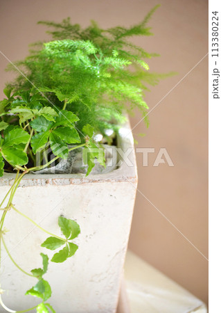 観葉植物のあるインテリア 観葉植物のあるインテリア 113380224