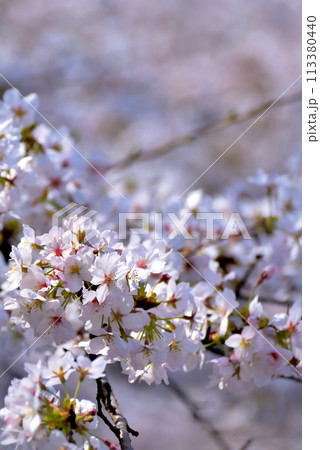 神奈川津久井湖城山公園　サクラの風景 113380440
