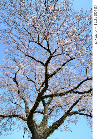 神奈川津久井湖城山公園　サクラの風景 113380487