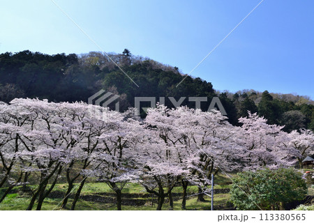神奈川津久井湖城山公園 サクラの風景 神奈川津久井湖城山公園 サクラの風景 113380565