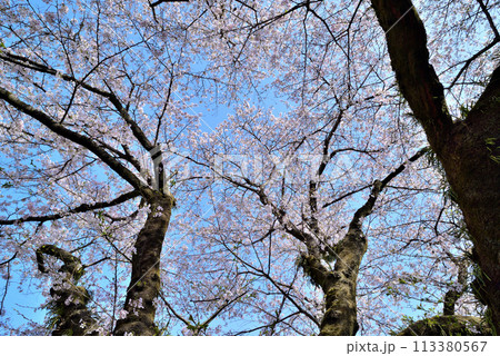 神奈川津久井湖城山公園 サクラの風景 神奈川津久井湖城山公園 サクラの風景 113380567