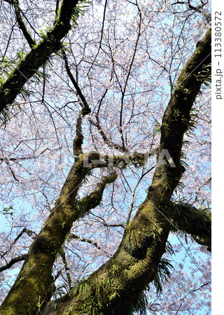 神奈川津久井湖城山公園 サクラの風景 神奈川津久井湖城山公園 サクラの風景 113380572
