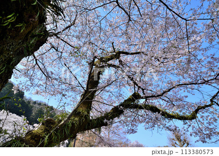 神奈川津久井湖城山公園　サクラの風景 113380573