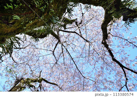 神奈川津久井湖城山公園 サクラの風景 神奈川津久井湖城山公園 サクラの風景 113380574