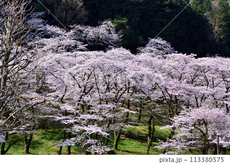 神奈川津久井湖城山公園 サクラの風景 神奈川津久井湖城山公園 サクラの風景 113380575