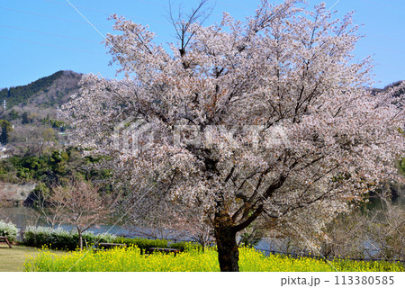 神奈川津久井湖城山公園　サクラの風景 113380585