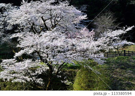 神奈川津久井湖城山公園　サクラの風景 113380594