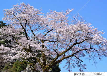 神奈川津久井湖城山公園　サクラの風景 113380618