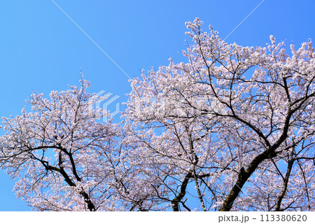 神奈川津久井湖城山公園 サクラの風景 神奈川津久井湖城山公園 サクラの風景 113380620