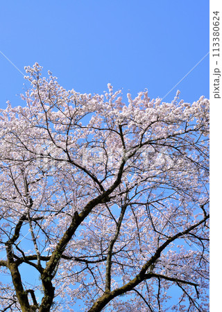 神奈川津久井湖城山公園 サクラの風景 神奈川津久井湖城山公園 サクラの風景 113380624