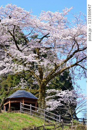 神奈川津久井湖城山公園　サクラの風景 113380647