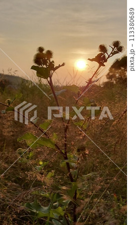 Beautiful view of the sunset through plants with thorns 113380689