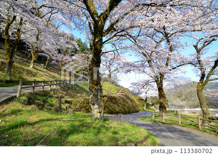 神奈川津久井湖城山公園　サクラの風景 113380702