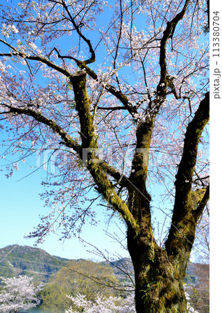 神奈川津久井湖城山公園　サクラの風景 113380704