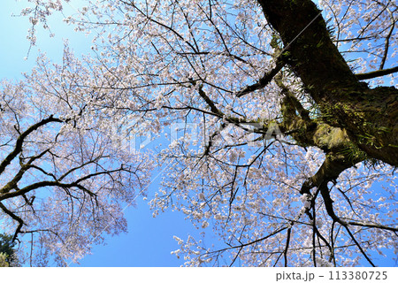 神奈川津久井湖城山公園 サクラの風景 神奈川津久井湖城山公園 サクラの風景 113380725