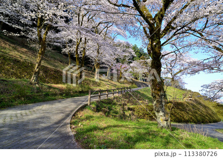 神奈川津久井湖城山公園 サクラの風景 神奈川津久井湖城山公園 サクラの風景 113380726