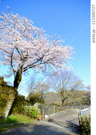 神奈川津久井湖城山公園 サクラの風景 神奈川津久井湖城山公園 サクラの風景 113380727