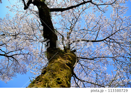 神奈川津久井湖城山公園　サクラの風景 113380729