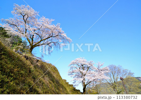 神奈川津久井湖城山公園 サクラの風景 神奈川津久井湖城山公園 サクラの風景 113380732