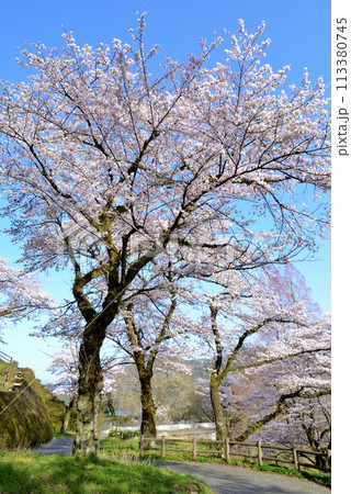 神奈川津久井湖城山公園　サクラの風景 113380745