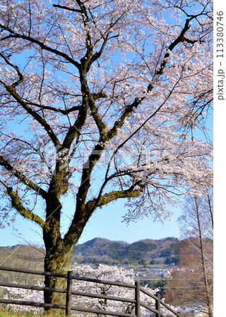 神奈川津久井湖城山公園 サクラの風景 神奈川津久井湖城山公園 サクラの風景 113380746