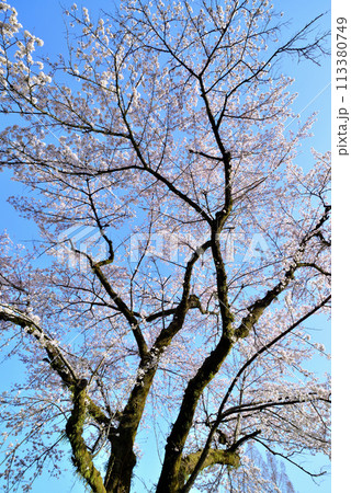 神奈川津久井湖城山公園　サクラの風景 113380749
