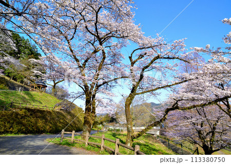 神奈川津久井湖城山公園　サクラの風景 113380750