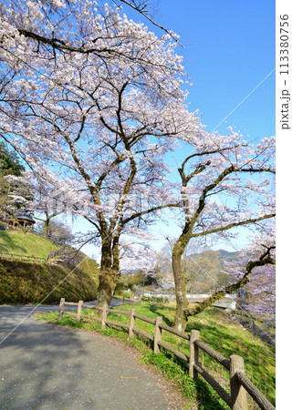 神奈川津久井湖城山公園 サクラの風景 神奈川津久井湖城山公園 サクラの風景 113380756