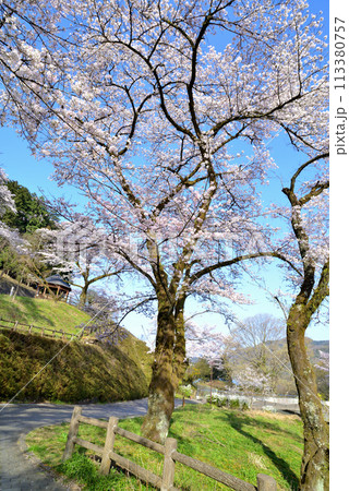 神奈川津久井湖城山公園　サクラの風景 113380757