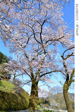 神奈川津久井湖城山公園　サクラの風景 113380758