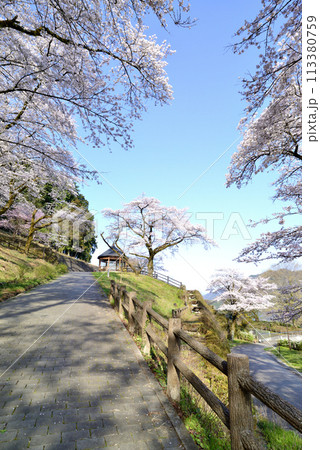 神奈川津久井湖城山公園　サクラの風景 113380759