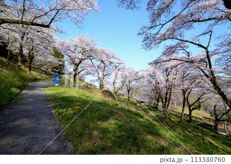 神奈川津久井湖城山公園 サクラの風景 神奈川津久井湖城山公園 サクラの風景 113380760