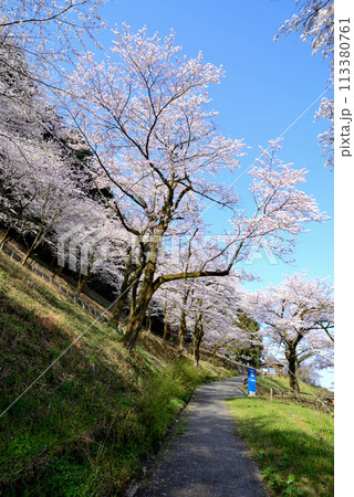 神奈川津久井湖城山公園　サクラの風景 113380761