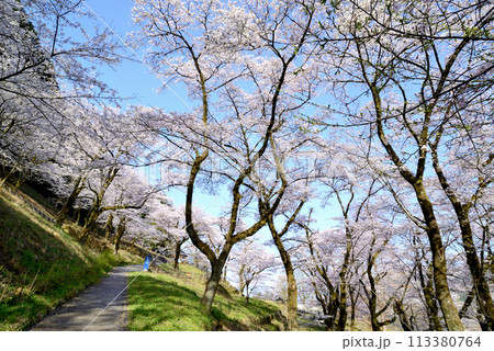 神奈川津久井湖城山公園　サクラの風景 113380764