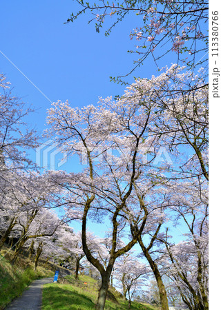 神奈川津久井湖城山公園　サクラの風景 113380766