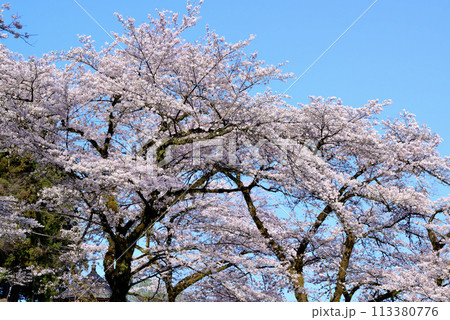 神奈川津久井湖城山公園　サクラの風景 113380776