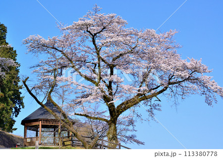 神奈川津久井湖城山公園 サクラの風景 神奈川津久井湖城山公園 サクラの風景 113380778