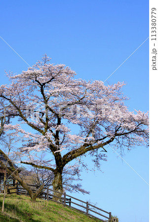 神奈川津久井湖城山公園 サクラの風景 神奈川津久井湖城山公園 サクラの風景 113380779