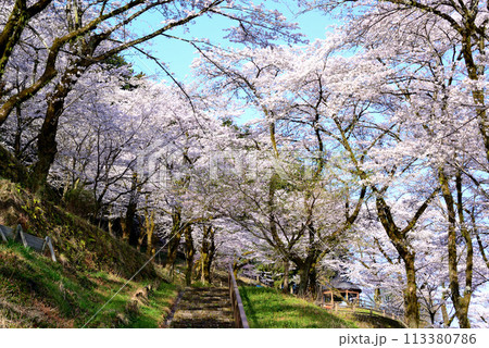 神奈川津久井湖城山公園 サクラの風景 神奈川津久井湖城山公園 サクラの風景 113380786
