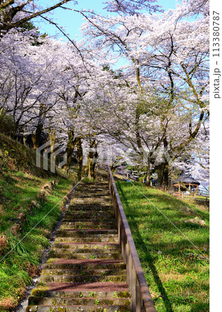 神奈川津久井湖城山公園 サクラの風景 神奈川津久井湖城山公園 サクラの風景 113380787