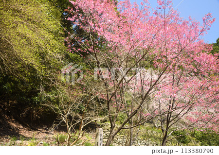 鹿ヶ瀬峠越え(熊野古道公園)　【和歌山県日高郡日高町原谷】 113380790